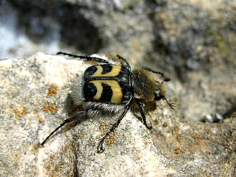 Trichius fasciatus